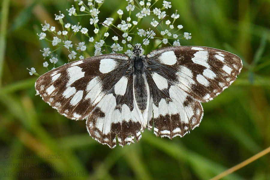 Melanargia galathea