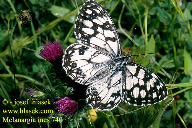 Melanargia ines Spanish marbled white Spanisches Schachbrett Echiquier Almoravides Moors dambordje