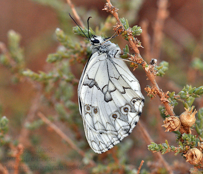 Melanargia lachesis Iberisches Schachbrett