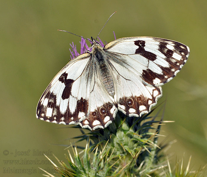 Melanargia lachesis Iberian marbled white