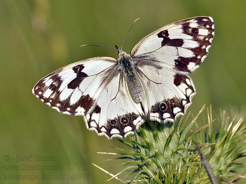 Melanargia lachesis Échiquier ibérique