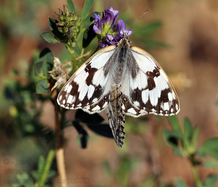 Melanargia lachesis Spaans dambordje