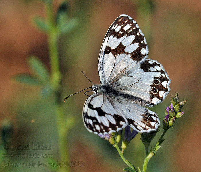 Melanargia lachesis Medioluto ibérica