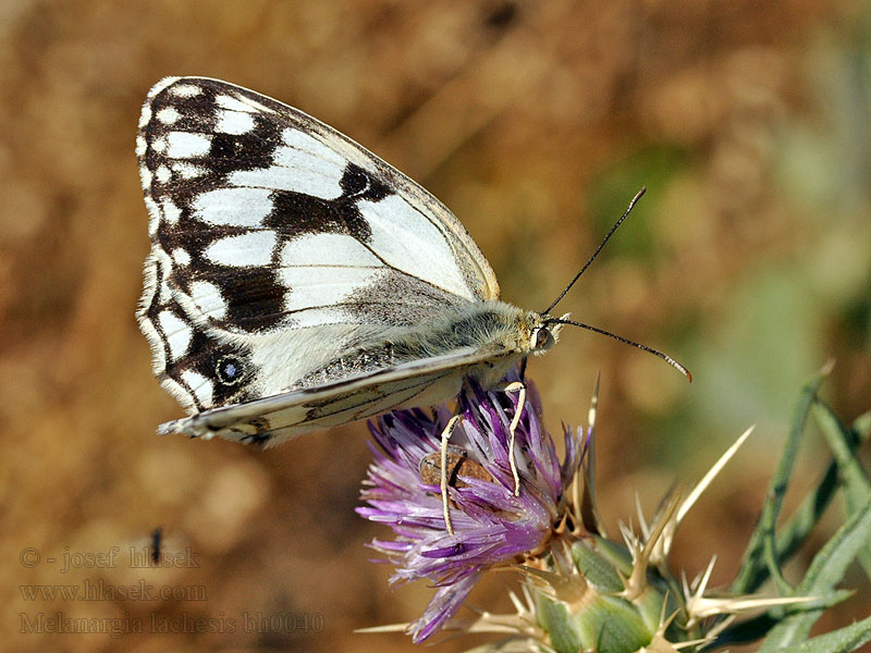 Iberisches Schachbrett Melanargia lachesis