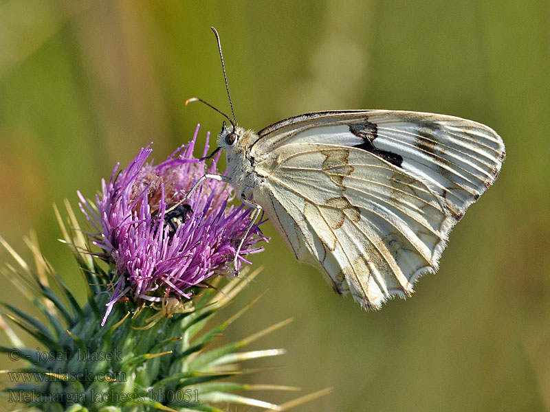 Iberian marbled white Melanargia lachesis