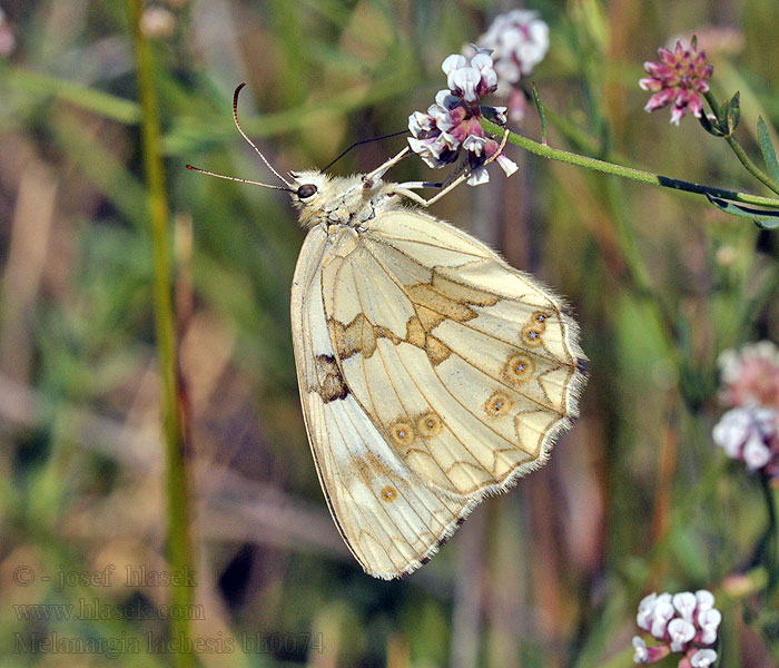 Échiquier ibérique Melanargia lachesis