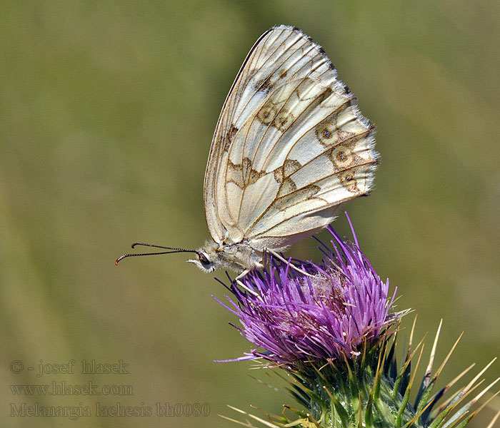 Spaans dambordje Medioluto ibérica Melanargia lachesis