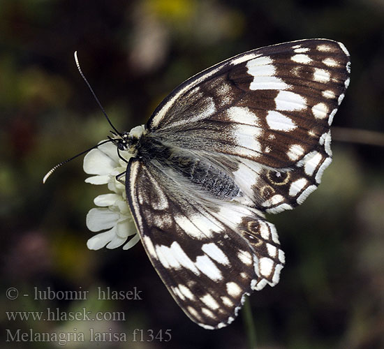 Melanargia larissa Balkan Marbled White Balkan-Schachbrett Балканска шахматна пеперуда Balkanski pjegavac Anadolu melikesi Akdeniz