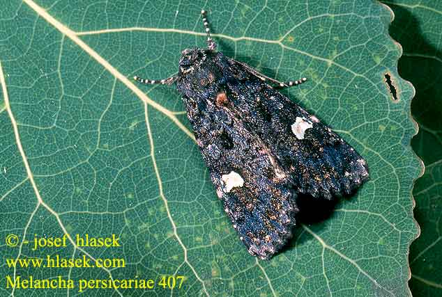 Melanchra persicariae Mra ern Flohkrauteule Dot Moth