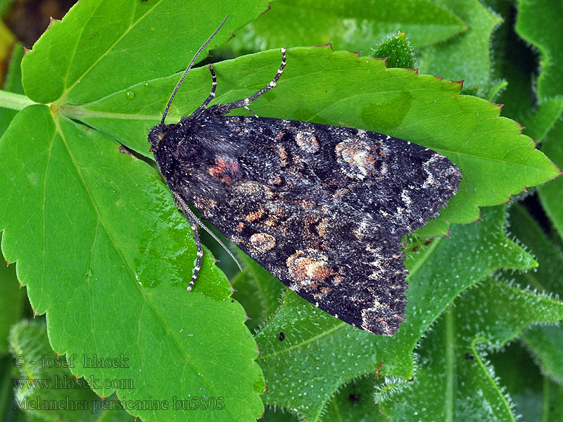 Můra černá Melanchra persicariae