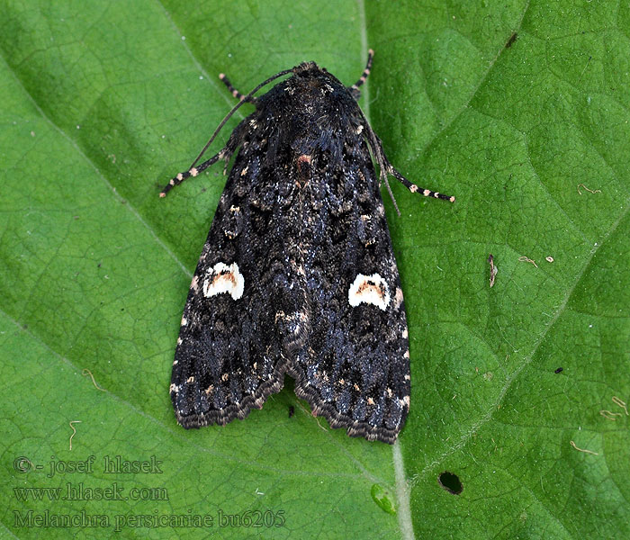 Můra černá Melanchra persicariae