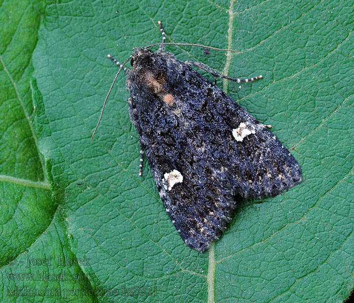 Flohkrauteule Mora čierna Melanchra persicariae