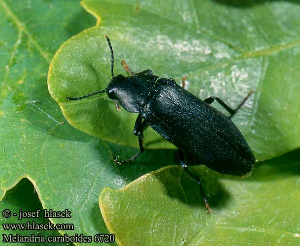 Melandria caraboides