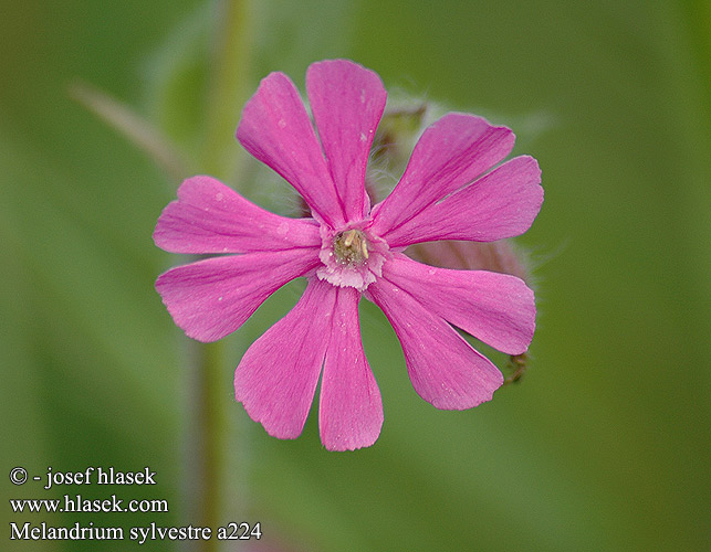 Melandrium sylvestre