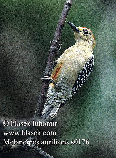 Melanerpes aurifrons Golden-fronted Woodpecker Datel proužkohřbetý zlatokrký Pic front doré Goldstirnspecht Bleg Spætte Carpintero Frentidorado Cheje Frente Dorada Raitatikka Picchio frontedorata キバナシマセゲラ Goudvoorhoofdspech Gulpannad hackspett Dzięciur złotoczelny