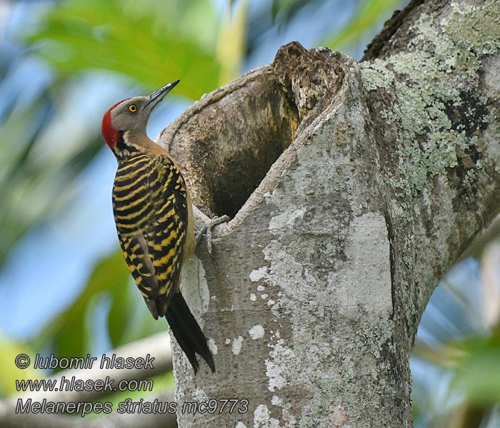 Melanerpes striatus 拉美啄木鸟 Datel haitský Haitispecht