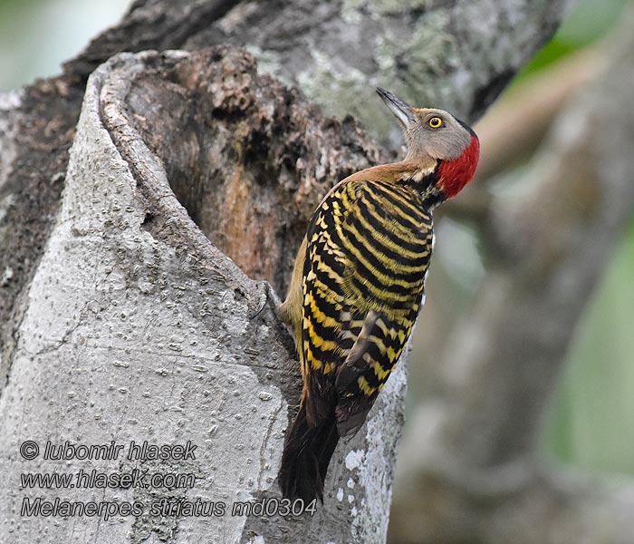 Datel haitský Melanerpes striatus