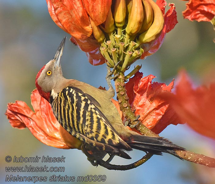 Haitispætte Melanerpes striatus