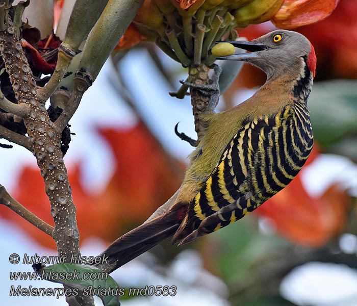 Carpintero Española Melanerpes striatus