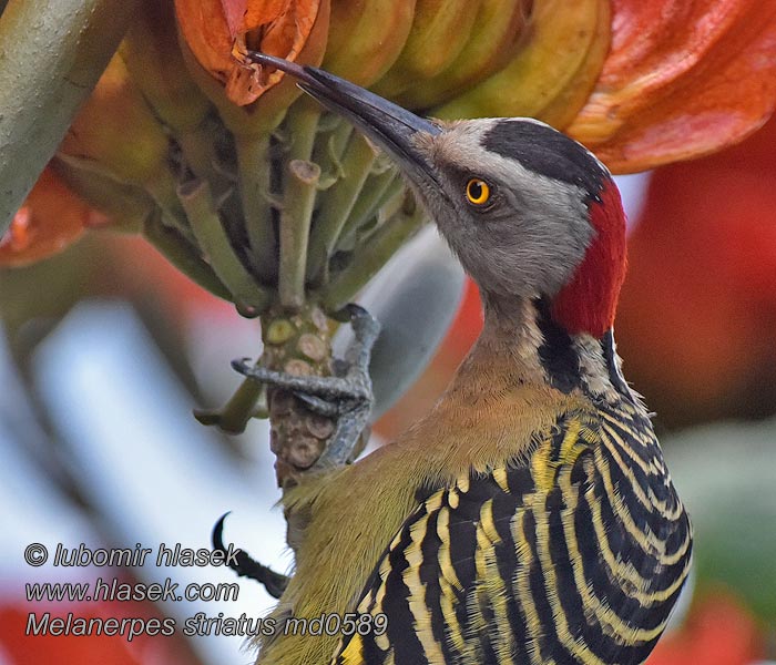 Haitintikka Melanerpes striatus