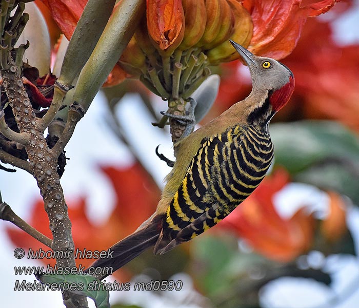 Pic d'Hispaniola Melanerpes striatus