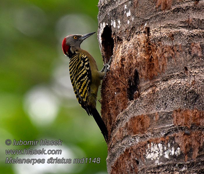 ヒスパニオラシマセゲラ Melanerpes striatus