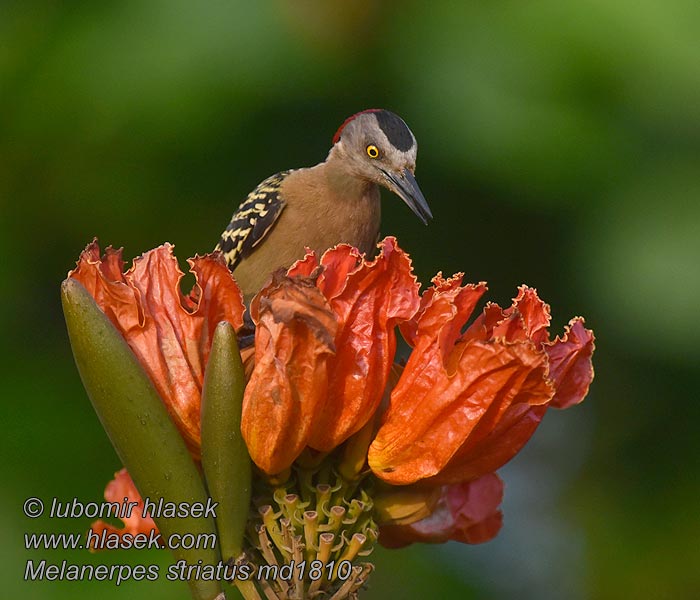 Hispaniolaspecht Melanerpes striatus