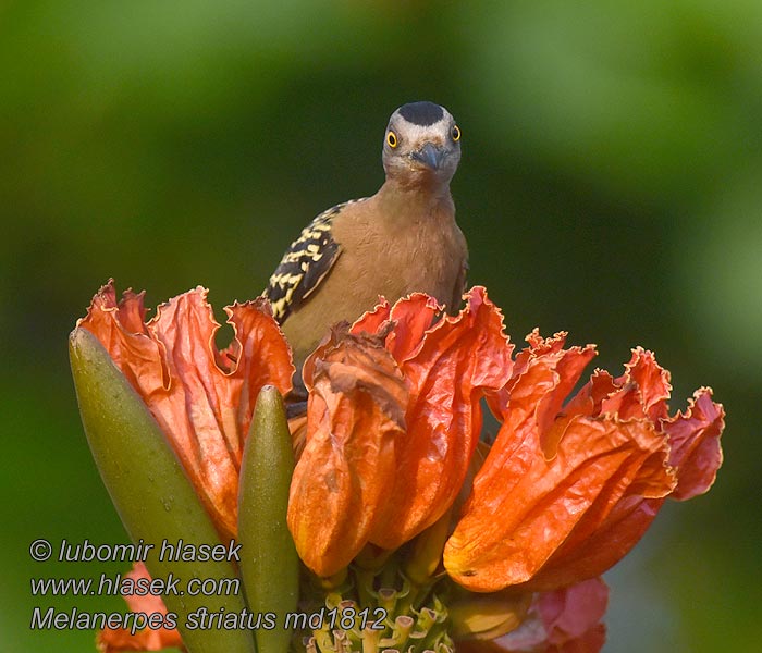 Hispaniolaspett Melanerpes striatus