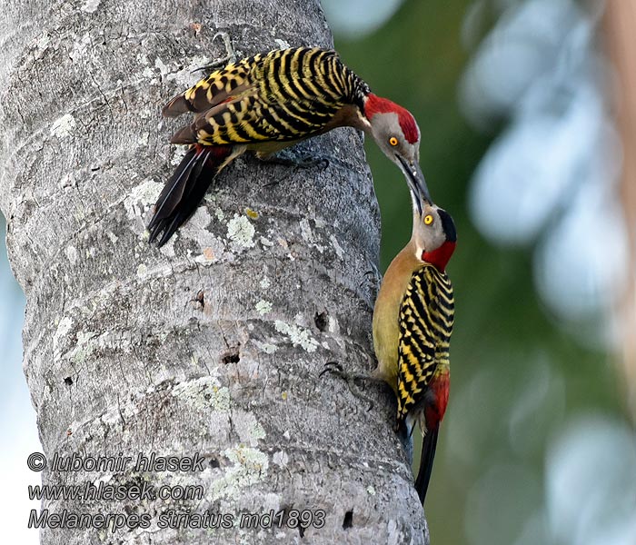 Dzieciur plowy Melanerpes striatus