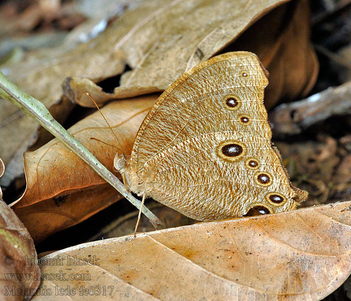 Melanitis leda