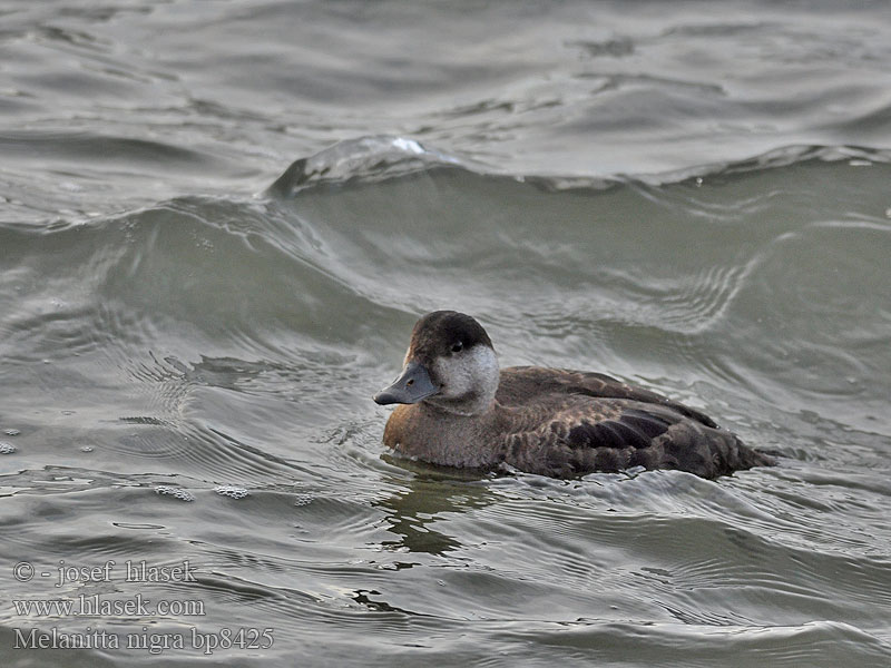 Common Scoter Turpan černý Trauerente RU: Синьга Negrón común Markaczka