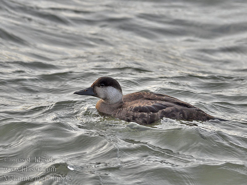 Common Scoter Turpan černý Trauerente RU: Синьга Negrón común Markaczka