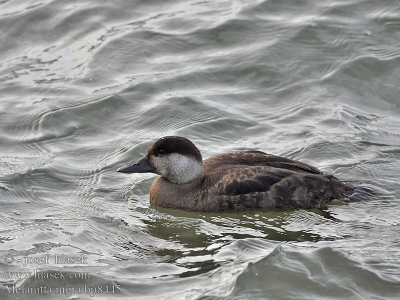 Common Scoter Turpan černý Trauerente RU: Синьга Negrón común Markaczka