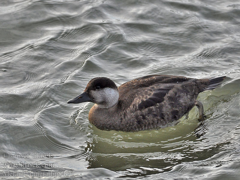 Common Scoter Turpan černý Trauerente RU: Синьга Negrón común Markaczka