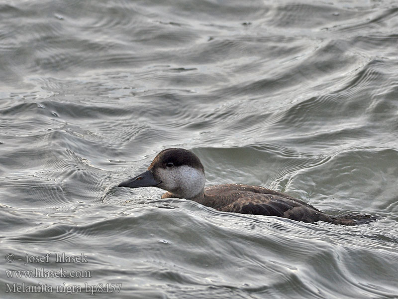 Common Scoter Turpan černý Trauerente RU: Синьга Negrón común Markaczka