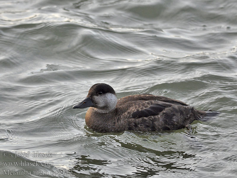 Common Scoter Turpan černý Trauerente RU: Синьга Negrón común Markaczka