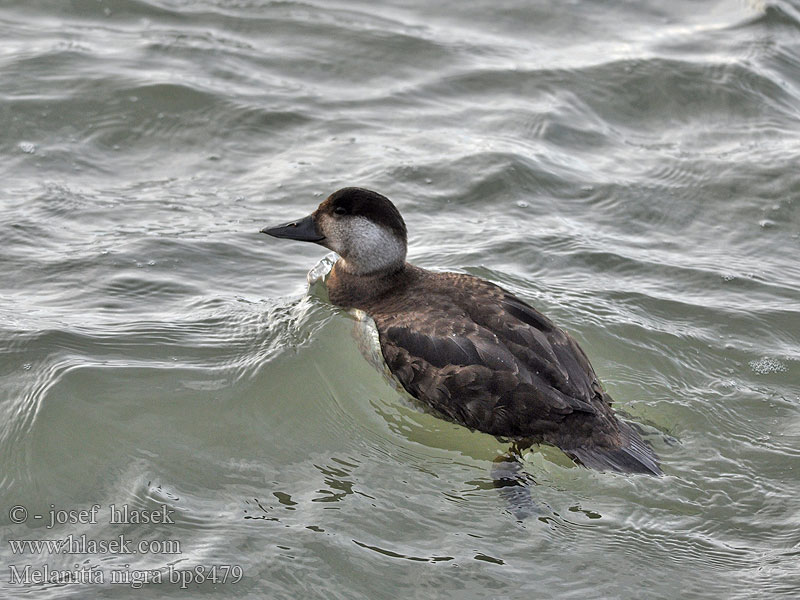 Common Scoter Turpan černý Trauerente RU: Синьга Negrón común Markaczka