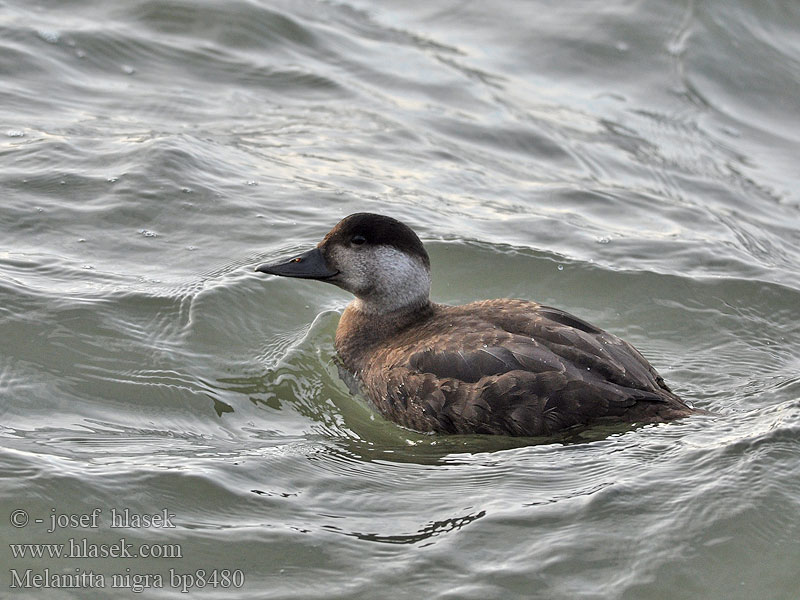 Common Scoter Turpan černý Trauerente RU: Синьга Negrón común Markaczka