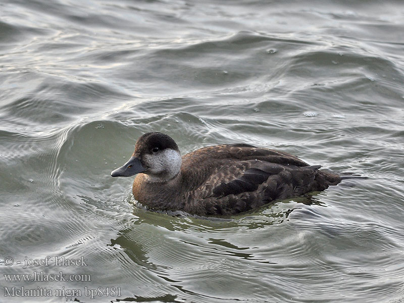 Common Scoter Turpan černý Trauerente RU: Синьга Negrón común Markaczka