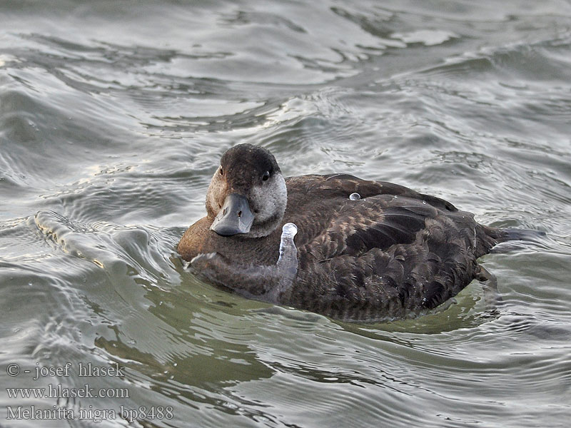 Common Scoter Turpan černý Trauerente RU: Синьга Negrón común Markaczka