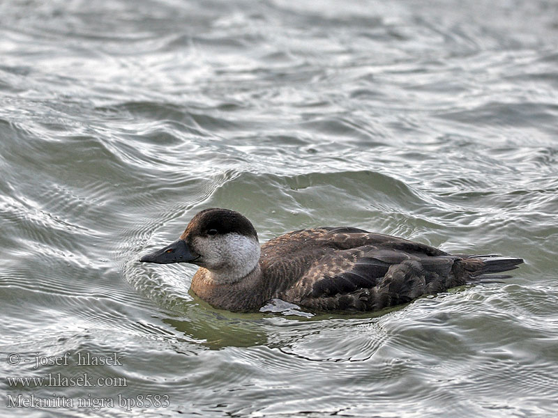 Common Scoter Turpan černý Trauerente RU: Синьга Negrón común Markaczka