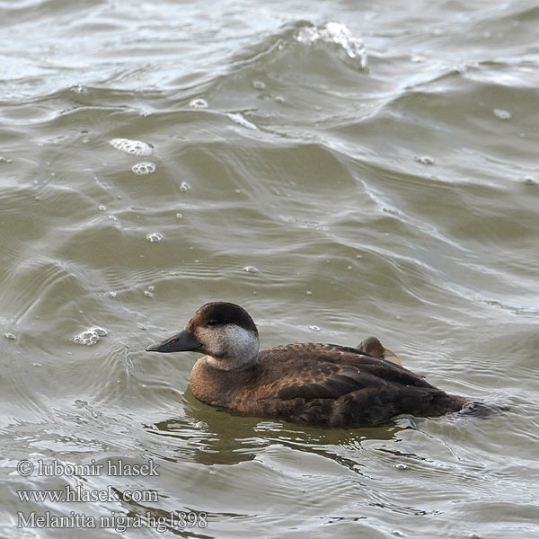 Common Scoter Turpan černý Trauerente RU: Синьга Negrón común Markaczka