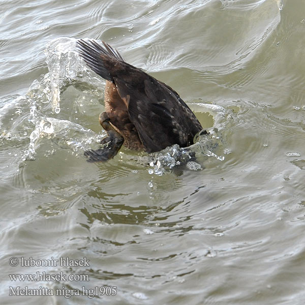 Common Scoter Turpan černý Trauerente RU: Синьга Negrón común Markaczka