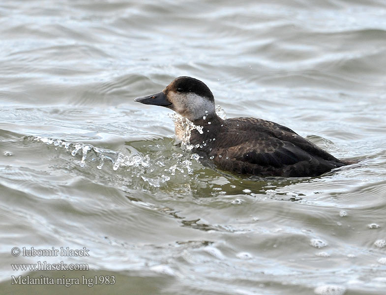 Common Scoter Turpan černý Trauerente RU: Синьга Negrón común Markaczka