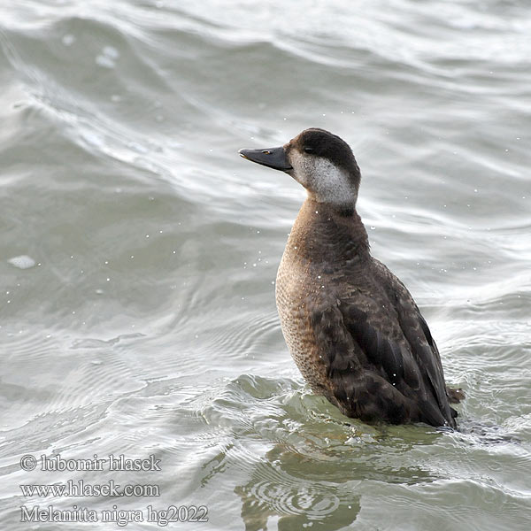 Common Scoter Turpan černý Trauerente RU: Синьга Negrón común Markaczka