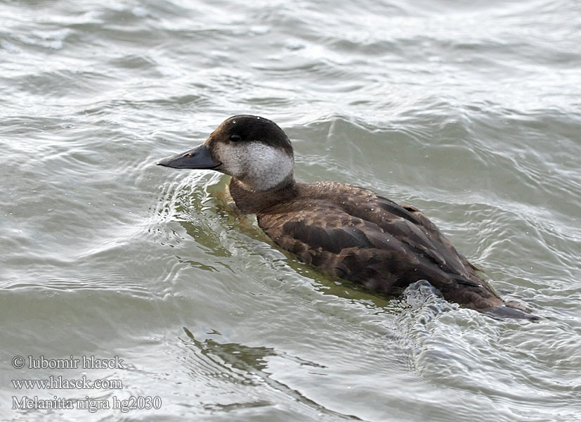 Common Scoter Turpan černý Trauerente RU: Синьга Negrón común Markaczka