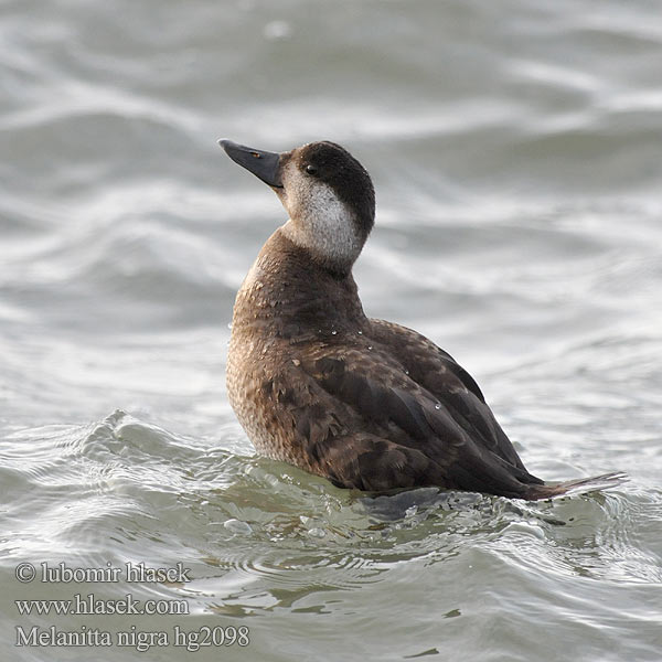 Common Scoter Turpan černý Trauerente RU: Синьга Negrón común Markaczka