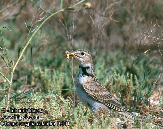 Melanocorypha calandra Lark Kalanderlerche Alouette calandre