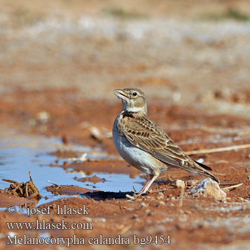 Melanocorypha calandra Kalanderlerche Alouette calandre