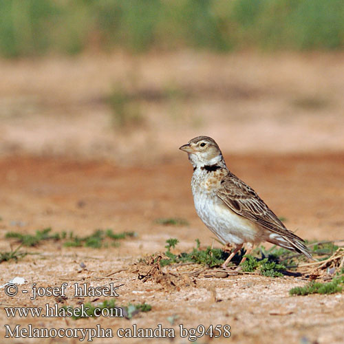 Melanocorypha calandra Alouette calandre Calandria Común